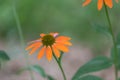 Orange Coneflower Echinacea Artisan Soft Orange, flower Royalty Free Stock Photo